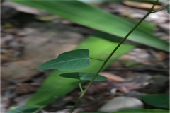 Adenia wightiana